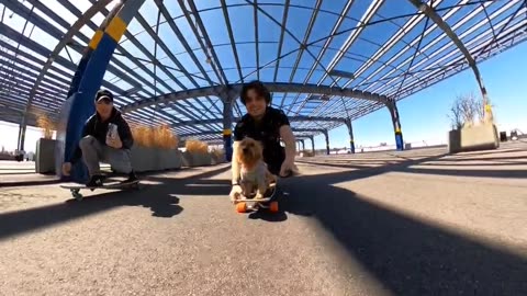 Skating Yorkie
