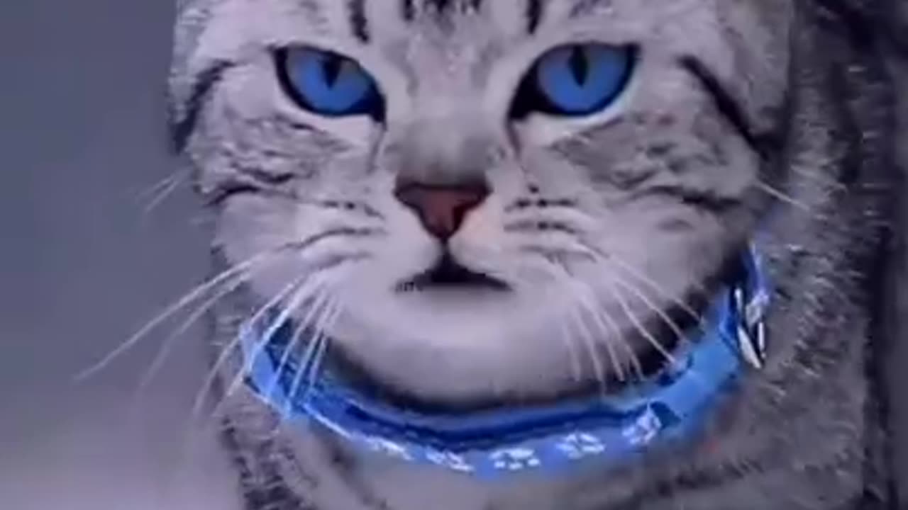 Beautiful Blue Eyes Cat #shorts #viral #shortsvideo #video