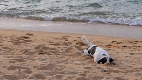 dog playing on the beach