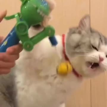 The cat was angry because it was teased