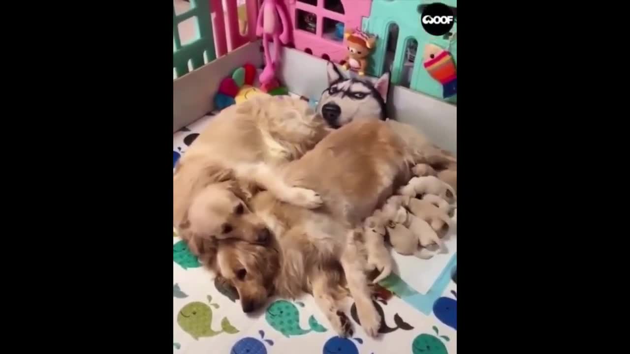 Funny And Cute Dogs compilation 2021