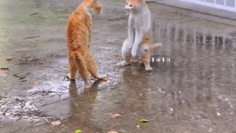 Funny animal video