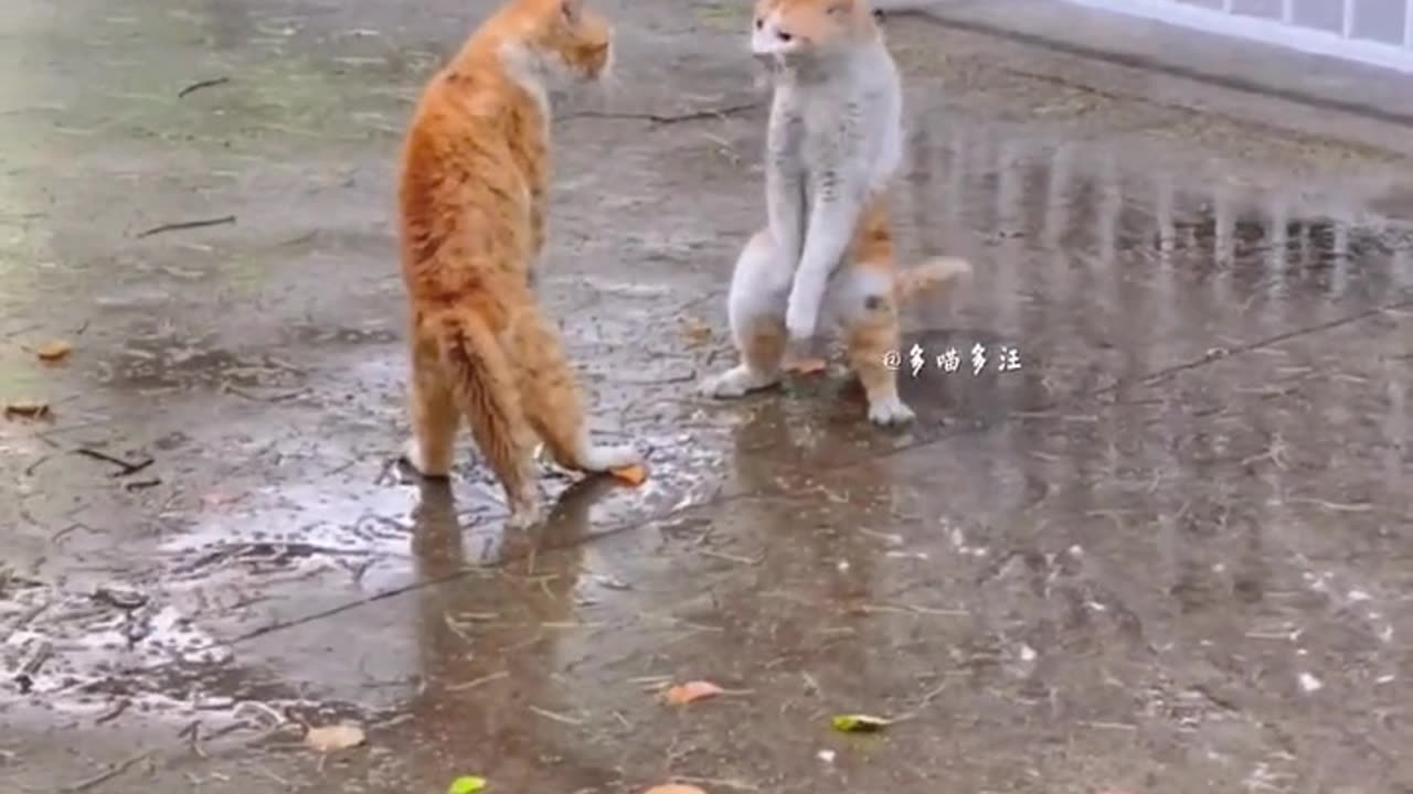 Funny animal video