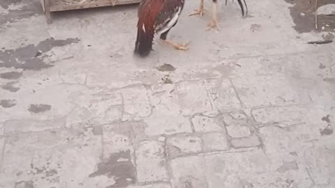 Aseel cock fight