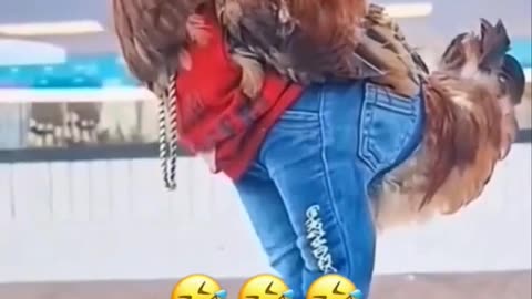 funny animal video