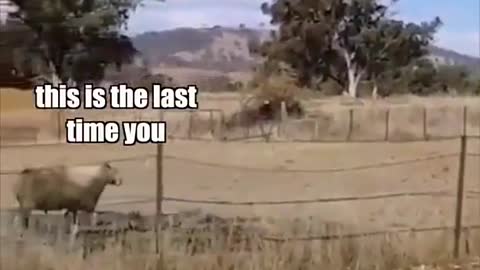 Sheep really hates bucket