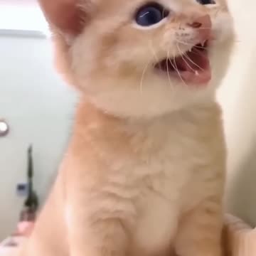 cute kitten #funnyvideo #cute #kittens #pets #kittens #tiktok
