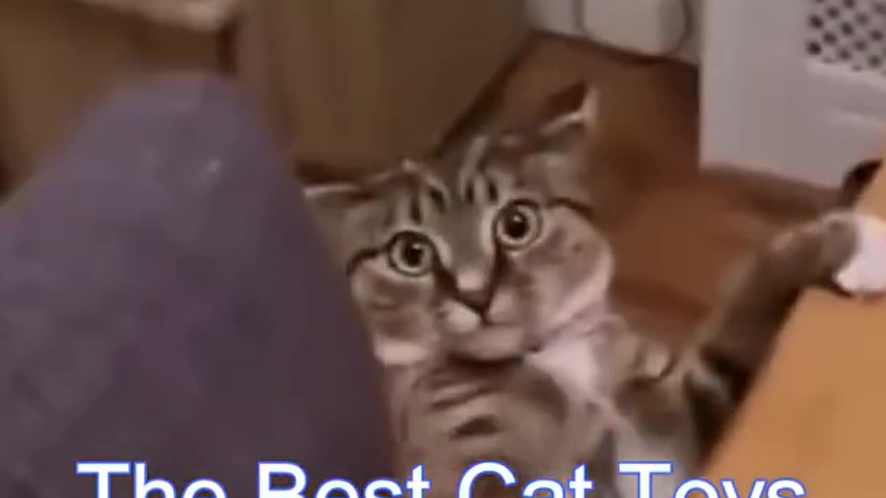 Best Funny Cat Vdeos/Funniest Cats/Funny animal Vidoes🤣🤣🤣