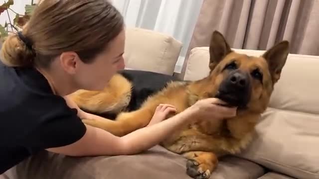 Funny German Shepherd Reacts to Cuddles and Kisses [Cuteness Overload]