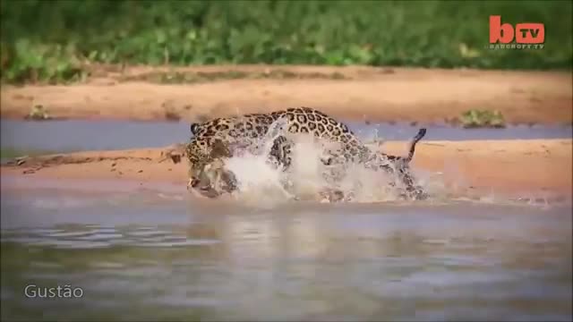 jaguar vs alligator