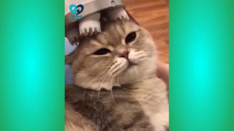 Funny and Cute Cat's Life Videos - Cats and Owners are the best friends