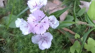 Sweet William