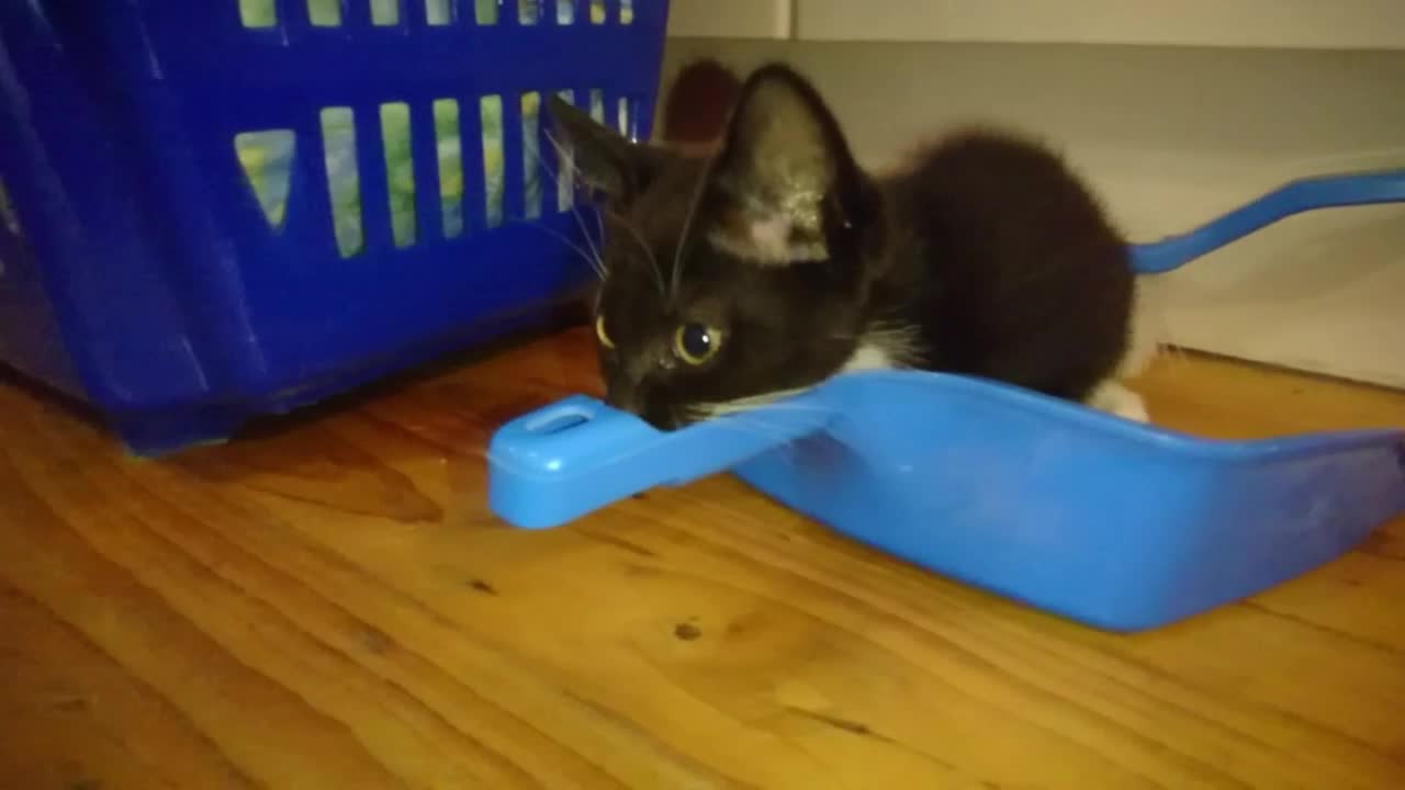 This Kitten Can See The Matrix... Or Its Just Insane.