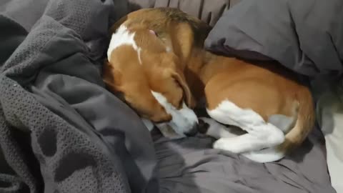 Beagle bonito não quer sair da cama