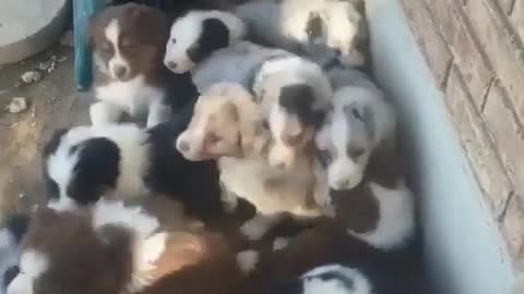 A litter of puppies