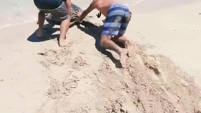 Helpless turtle gets rescued 🐢🙏