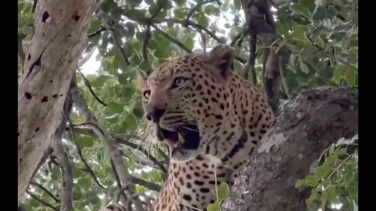 leopard in the treetop 🐆