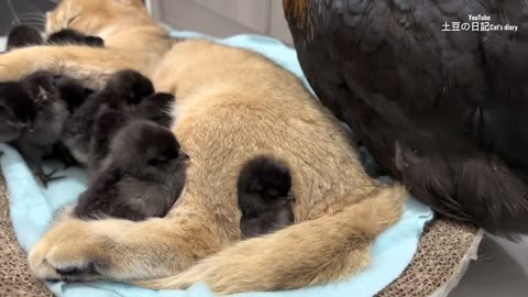 The hen was surprised,kittens with cat