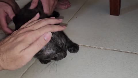 Cats funny moments
