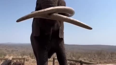 Oldest and biggest elephant in the world