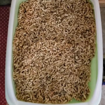 Check out the litter box 🐾🐾