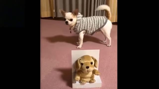 cute funny pets reactions.