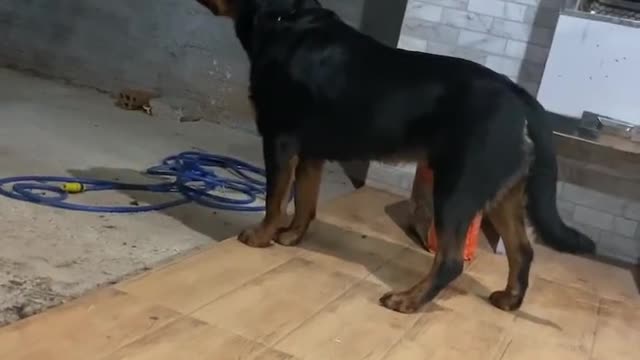 Rottweiler