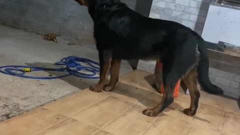 Rottweiler