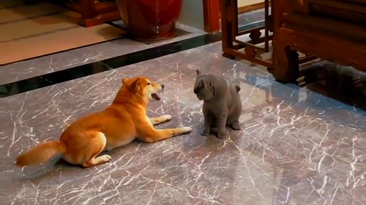 Funny Cat & Dog Video