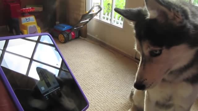 Husky singing with I pad