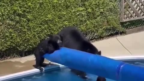 Bear cub swimming