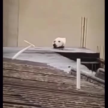 Try Not To Laugh Challenge The best and funniest pets in the world