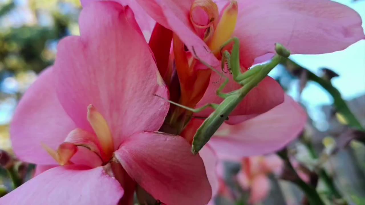 Droplets Of Flowers