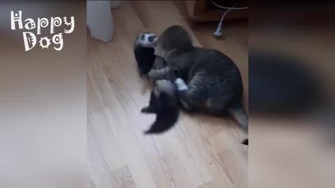 Cute cats and Dogs | Funny video #117