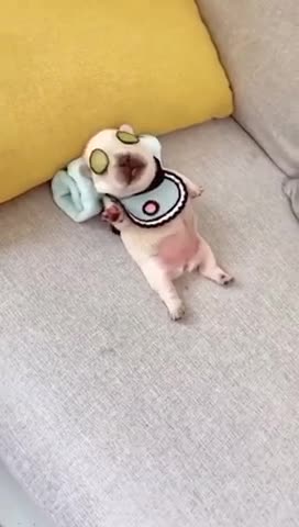 puppy in a moment of total relaxation.