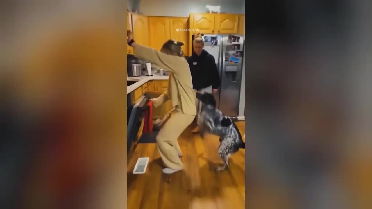 funny animals