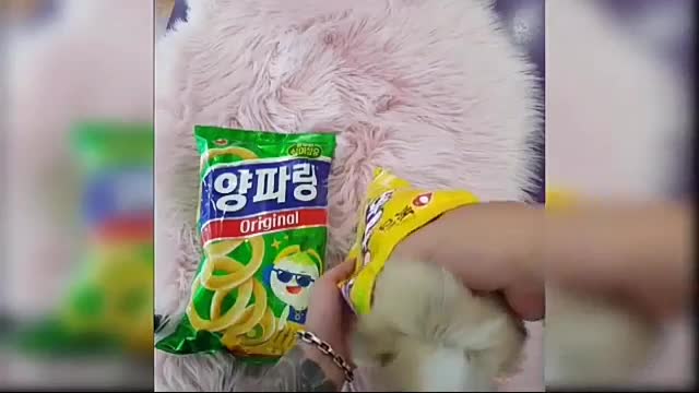 Cute puppy video