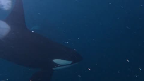 wow face to face with orcas