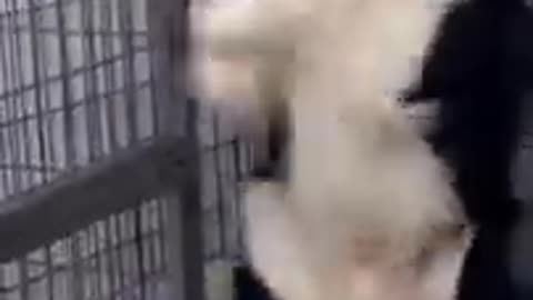 Dog Vs hen