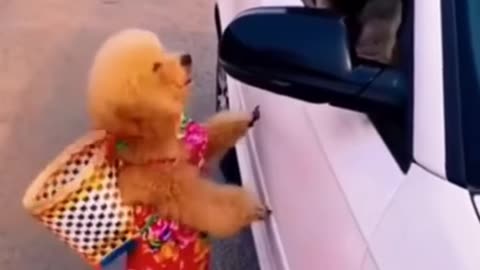 Funny dogs compilation dog videos funny videos 2023