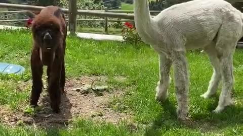 look here there Is your Alpaca