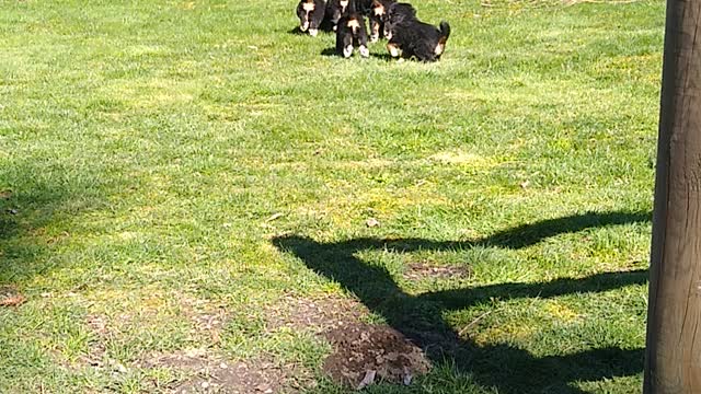 Bernese mountain puppies