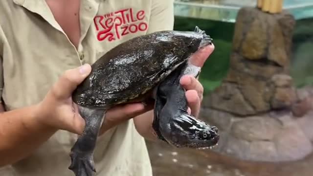 coolest turtle ever 😱 snake neck describes him perfectly they are from Papua New Guinea