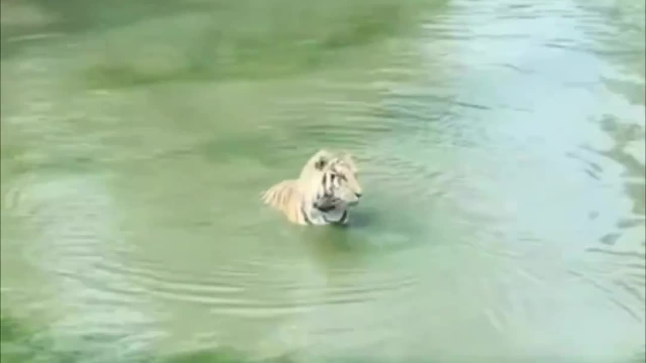 Duck escapes hungry tiger