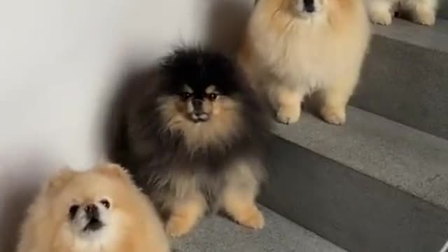 A Cute Pomeranian On Every Stair Step