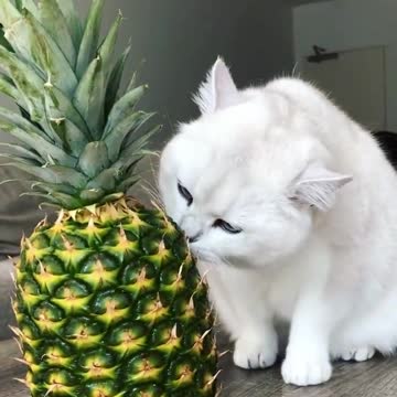 OMG, I can’t believe the humans let an alien into the house.