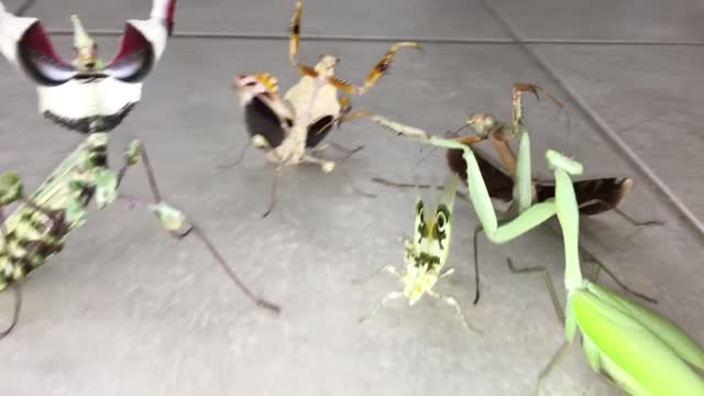 Gathering of insects, aggressive mantis