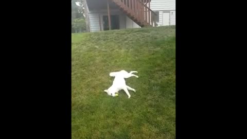 Dog funny videos