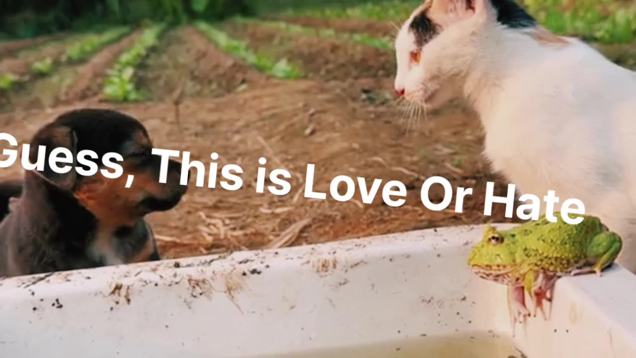 GUESS This is LOVE Or HATE.Enjoy This Video.Watch Till End.