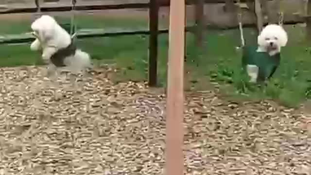 Dog funny video 20#